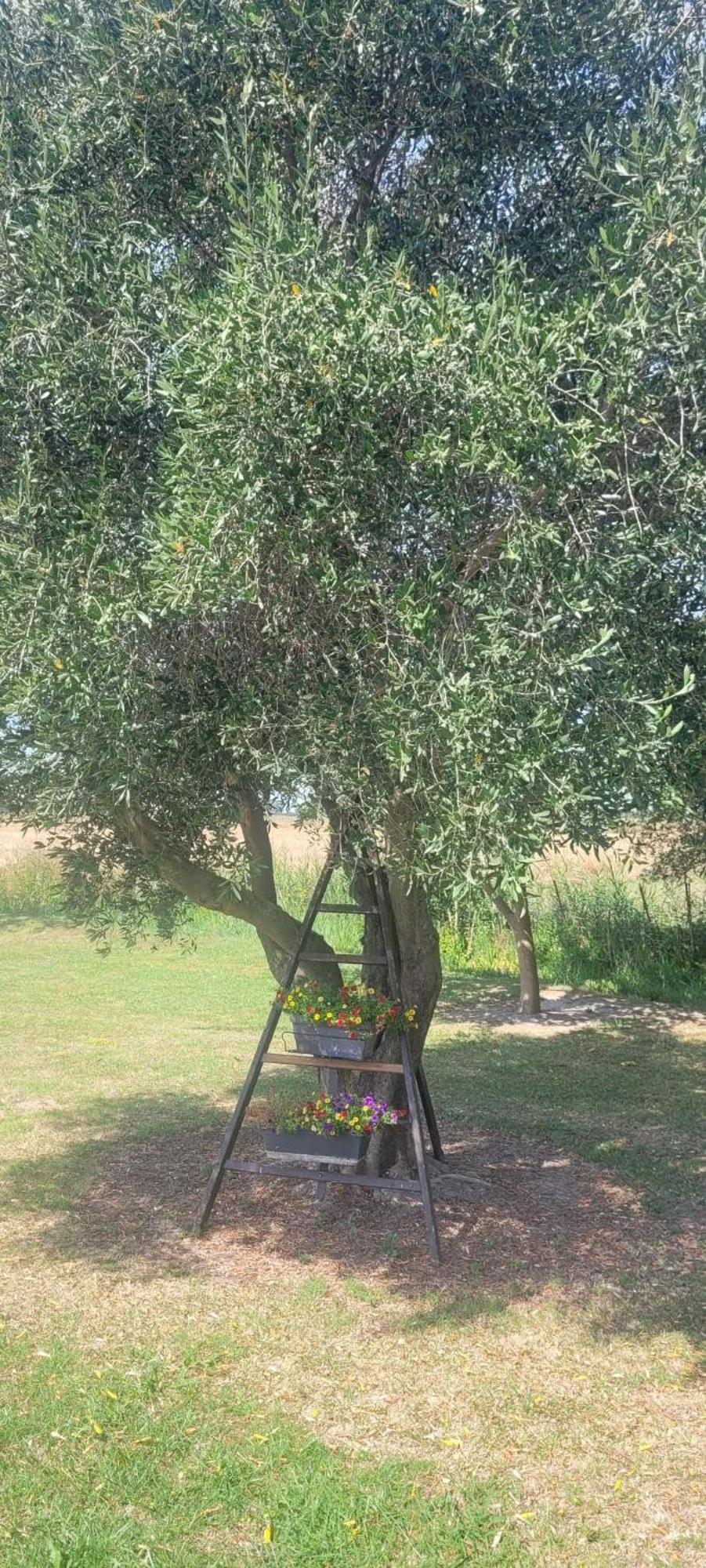 Mas Sicard Chambre D'Hotes En Camargue Arles Exterior foto